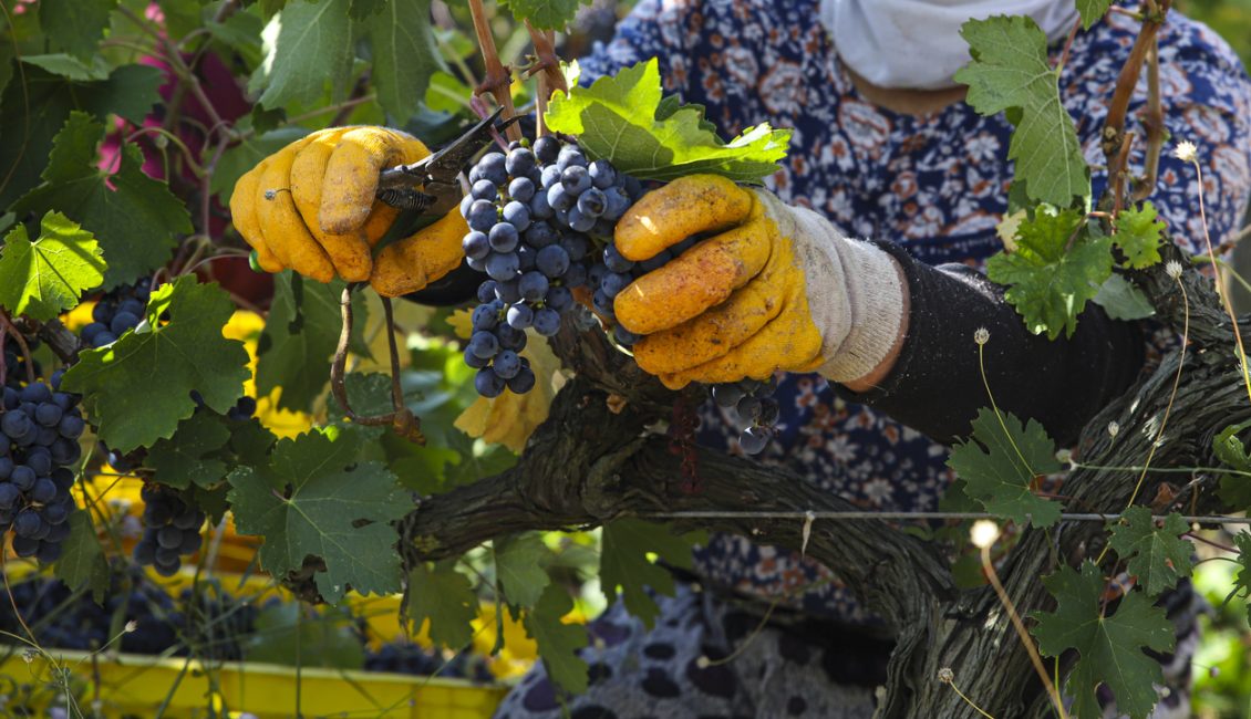 IMW üyesi 20 MW (master of Wine) Türk şarapları ve bağcılığını yakından tanımak için Türkiye'ye geliyor.