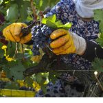 IMW üyesi 20 MW (master of Wine) Türk şarapları ve bağcılığını yakından tanımak için Türkiye'ye geliyor.