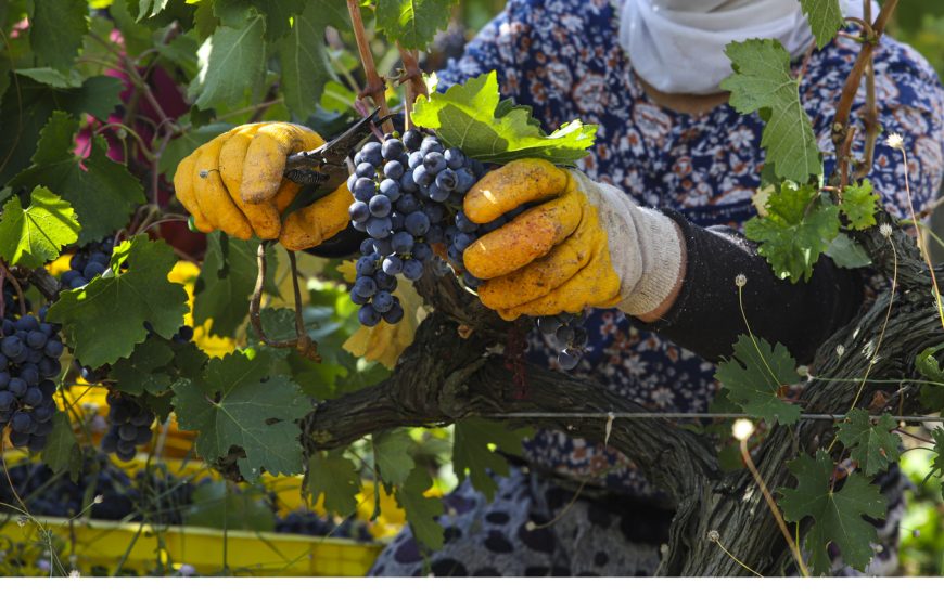 IMW üyesi 20 MW (master of Wine) Türk şarapları ve bağcılığını yakından tanımak için Türkiye'ye geliyor.